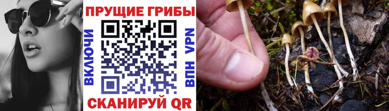Галлюциногенные грибы мицелий  Купить закладки  Нальчик 